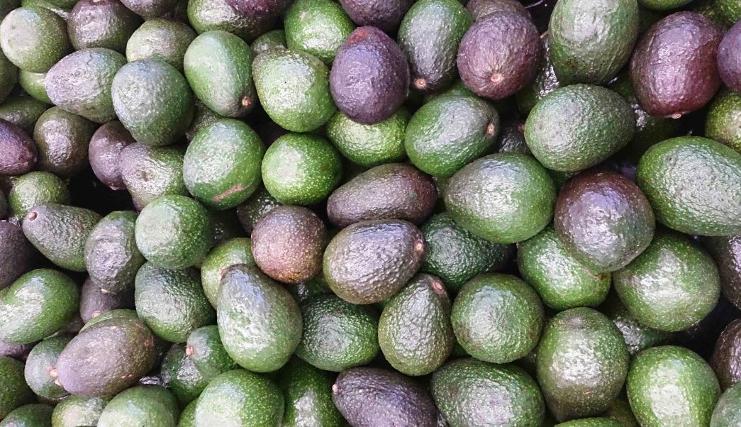 Lee más sobre el artículo LA ENORME DEMANDA DE AGUACATE EN EUROPA QUE QUEDAN SIN AGUA LOS CAMPESINOS