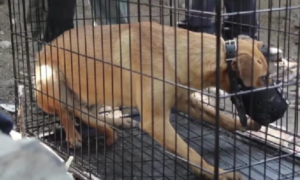 Lee más sobre el artículo CAYERON EN COLADERA 3 PERROS, FUERON RESCATADOS POR LOS ELEMENTOS DE RESCATE ANIMAL QUERÉTARO