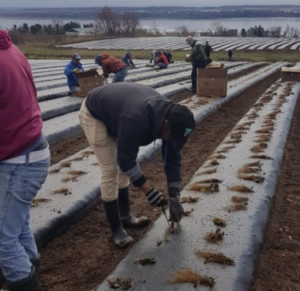 Lee más sobre el artículo SERVICIO NACIONAL DE EMPLEO DE QUERÉTARO INFORMA QUE ACTUALMENTE 397 QUERETANOS SON PARTE DEL PREOGRAMA TRABAJO EN CANADÁ