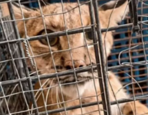 Lee más sobre el artículo RESCATE DE CACHORRO DE LINCE EN QUERÉTARO