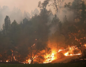 Lee más sobre el artículo 1.62 MILLONES DE HECTÁREAS SON ARRASADAS POR INCENDIOS EN CALIFORNIA