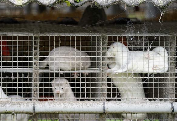 Lee más sobre el artículo SACRIFICARÁN A 17 MILLONES DE VISONES EN DINMARCA POR MUNTACIÓN DE COVID-19