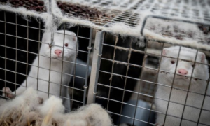 Lee más sobre el artículo SE LEVANTAN RESTRICCIONES SANITARIAS EN DINAMARCA TRAS EXTINGUIR MUTACIÓN DE CORONAVIRUS EN VISONES