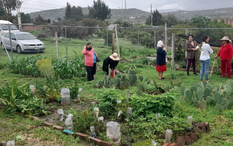 Lee más sobre el artículo EN LA SOLANA, 50 FAMILIAS PARTICIPAN EN EL PROGRAMA DE HUERTO COMUNITARIO
