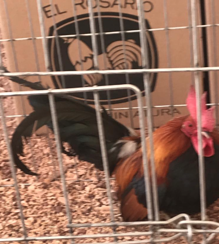 Lee más sobre el artículo AVES DE COMBATE EXPUESTAS EN LA FERIA INTERNACIONAL GANADERA QUERÉTARO 2022