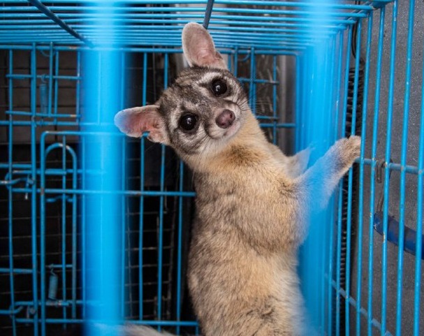 Lee más sobre el artículo RESCATARON A CACOMIXTLE