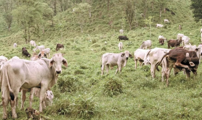 Lee más sobre el artículo SIN MUERTE DE GANADO POR TERCERA OLA DE CALOR EN QUERÉTARO