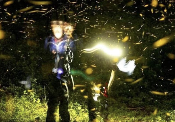 Lee más sobre el artículo AFECTA OLA DE CALOR A LUCIÉRNAGAS; AFORO SOLO AL 15%: SECTURE