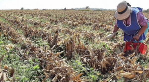 Lee más sobre el artículo NO HABRÍA SEGURO CATASTRÓFICO PARA EL CAMPO POR 2.DO AÑO CONSECUTIVO