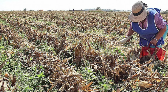 Lee más sobre el artículo NO HABRÍA SEGURO CATASTRÓFICO PARA EL CAMPO POR 2.DO AÑO CONSECUTIVO
