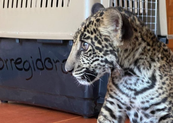 Lee más sobre el artículo RESCATAN A JAGUAR EN FRACCIONAMIENTO LA VIDA EN CORREGIDORA
