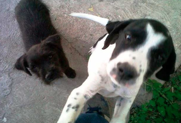 Lee más sobre el artículo ATIENDEN 355 DENUNCIAS POR MALTRATO ANIMAL EN LA CAPITAL QUERETANA