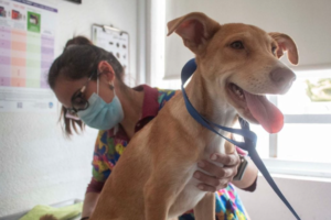 Lee más sobre el artículo SEPTIEMBRE, MES DE LA ESTERILIZACIÓN DE MASCOTAS EN QUERÉTARO