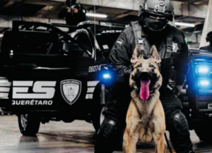 Lee más sobre el artículo AGENTES K9 ADSCRITO A LA POES ACUDIRÁN A CAPACITACIÓN EN TEXAS