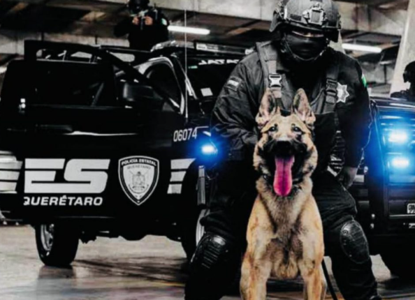 Lee más sobre el artículo AGENTES K9 ADSCRITO A LA POES ACUDIRÁN A CAPACITACIÓN EN TEXAS