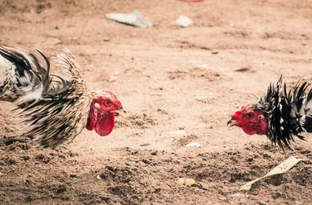 Lee más sobre el artículo PROHÍBEN PELEAS DE GALLOS EN EL MARQUÉS