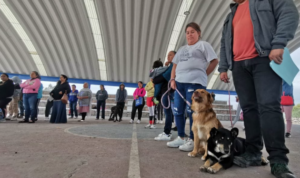 Lee más sobre el artículo UCPA CORREGIDORA LLEVÓ A CABO LA 4ª CAMPAÑA DE ESTERILIZACIÓN DE MASCOTAS