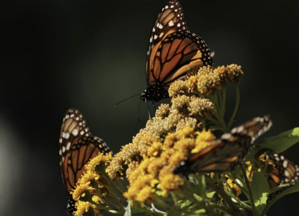 Lee más sobre el artículo Mariposa Monarca, en riesgo de extinción