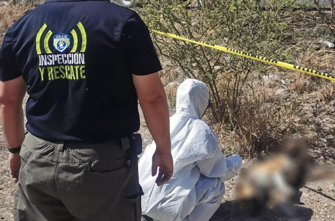 Lee más sobre el artículo Investigan posible caso de crueldad animal en El Marqués