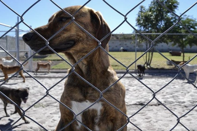 Lee más sobre el artículo Van 89 denuncias de agresiones de perros en Querétaro