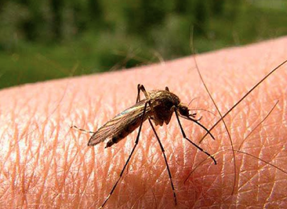 Lee más sobre el artículo Van 139 casos de dengue en Querétaro