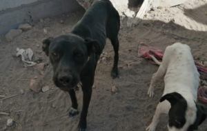 Lee más sobre el artículo Se han rescatado más de mil animales en Querétaro durante 2024