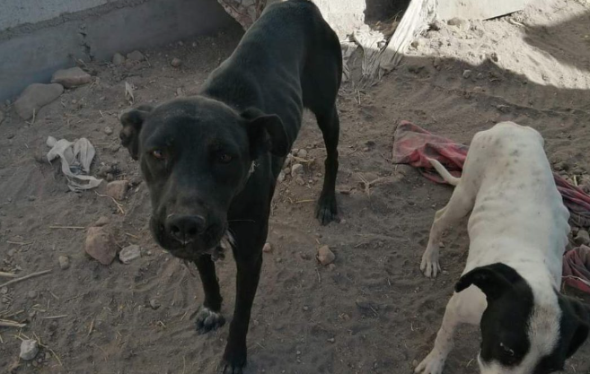 Lee más sobre el artículo Se han rescatado más de mil animales en Querétaro durante 2024