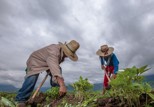 Lee más sobre el artículo Siembras ya se han visto afectadas por lluvias recientes: Sedea