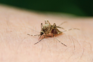 Lee más sobre el artículo Se registra una muerte por dengue hemorrágico en Jalpan