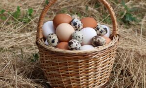 Lee más sobre el artículo Rompe récord precio del huevo, se vende hasta en 205 pesos en EU