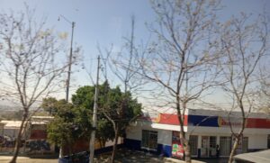 Lee más sobre el artículo Enfrenta Querétaro déficit de 177 mil árboles