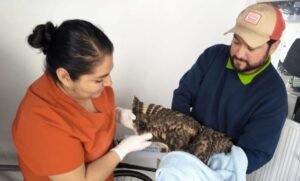 Lee más sobre el artículo Rescatan y liberan a búho cornudo en San Juan del Río
