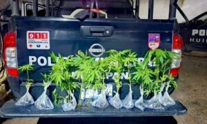 Lee más sobre el artículo Aseguran a hombre con 11 plantas de presunta marihuana en Huimilpan