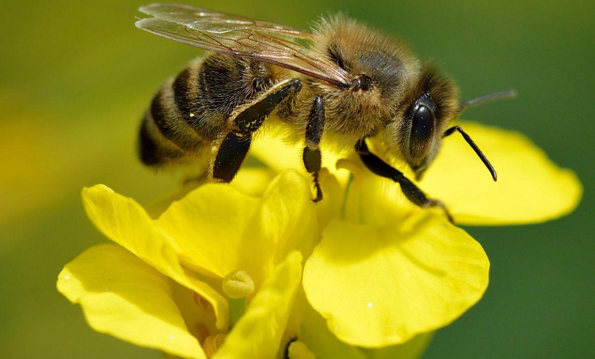 Lee más sobre el artículo Más del 40% de especies de abejas en peligro de desaparecer