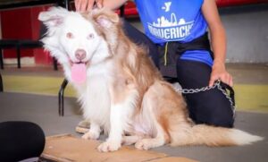 Lee más sobre el artículo Suman 40 ataques de perros al mes en Querétaro