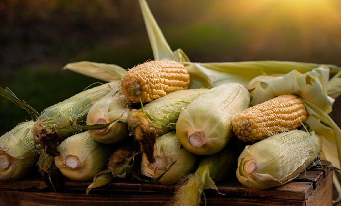 Lee más sobre el artículo Agricultura propone 6 mil 50 pesos ton de maíz, productores piden minuta