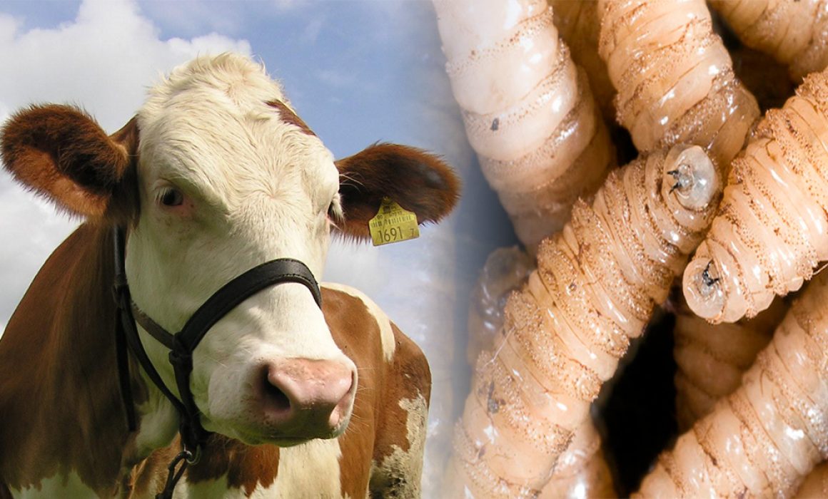 Lee más sobre el artículo Sector ganadero se mantiene atento, tras 2 casos de gusano barrenador en Querétaro