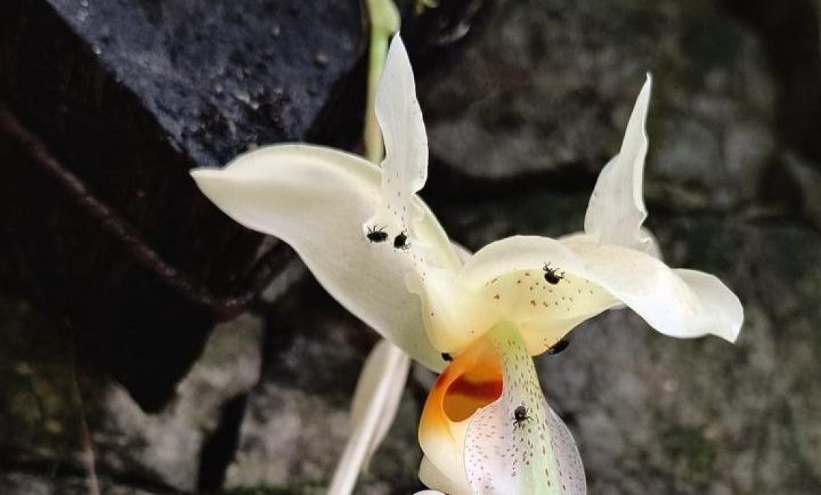 Lee más sobre el artículo Declaran el 21 de marzo como Día Nacional de la Orquídea en México