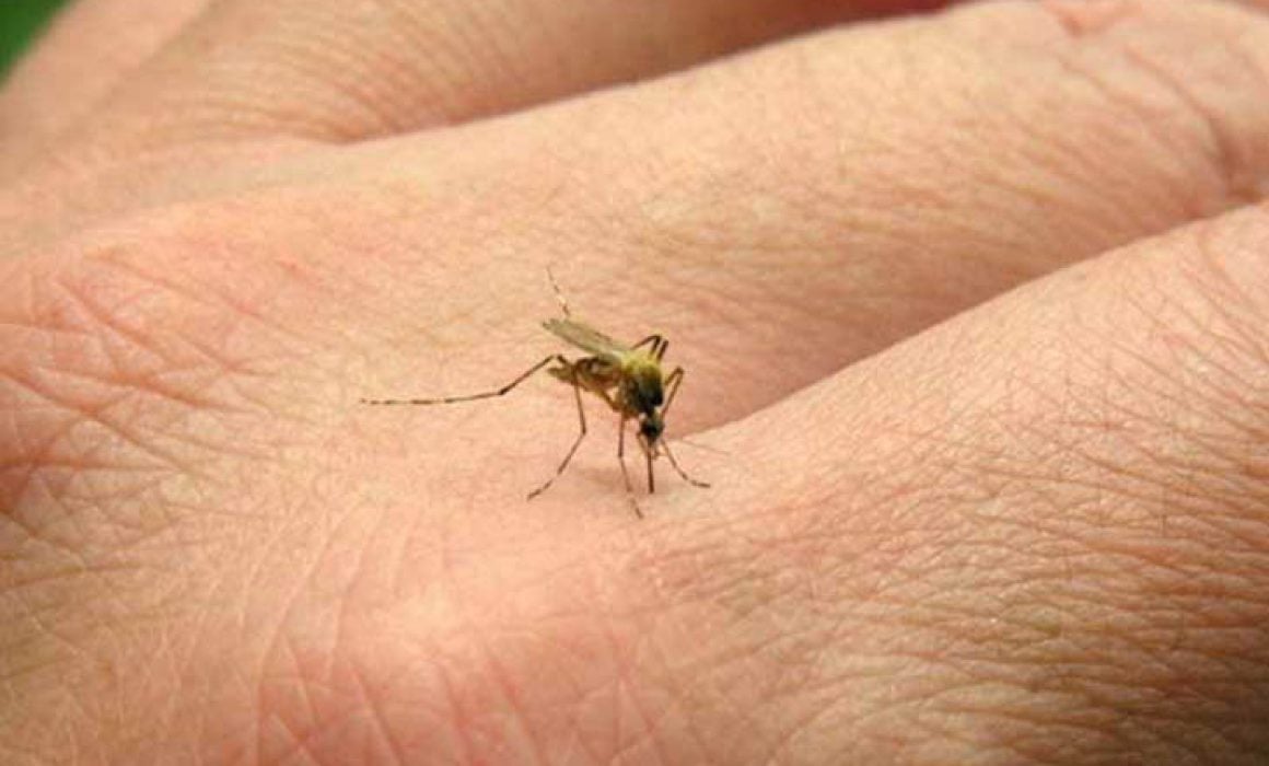 Lee más sobre el artículo Alerta Sesa por incremento de casos de dengue en Querétaro