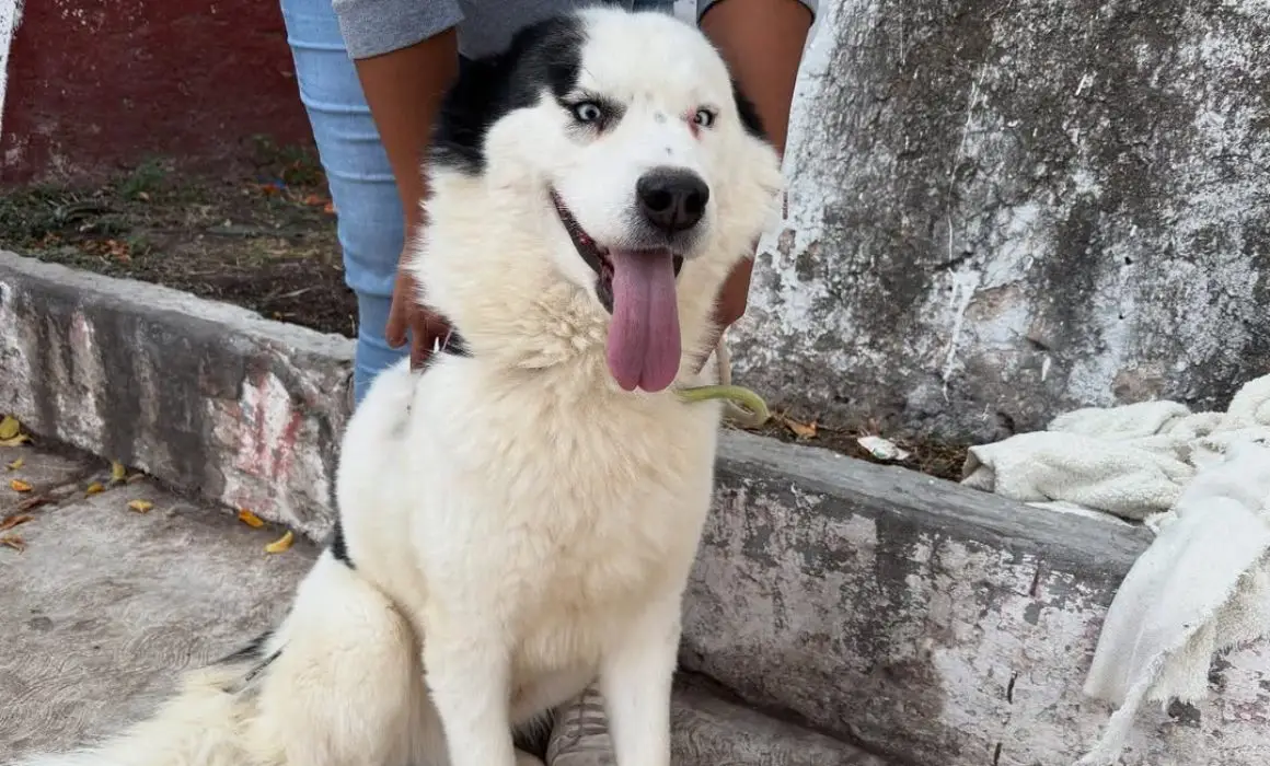 Lee más sobre el artículo Multadas 80 personas por pasear perros sin correa en Querétaro