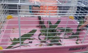 Lee más sobre el artículo Aseguran fauna silvestre por presunta venta ilegal en El Marqués