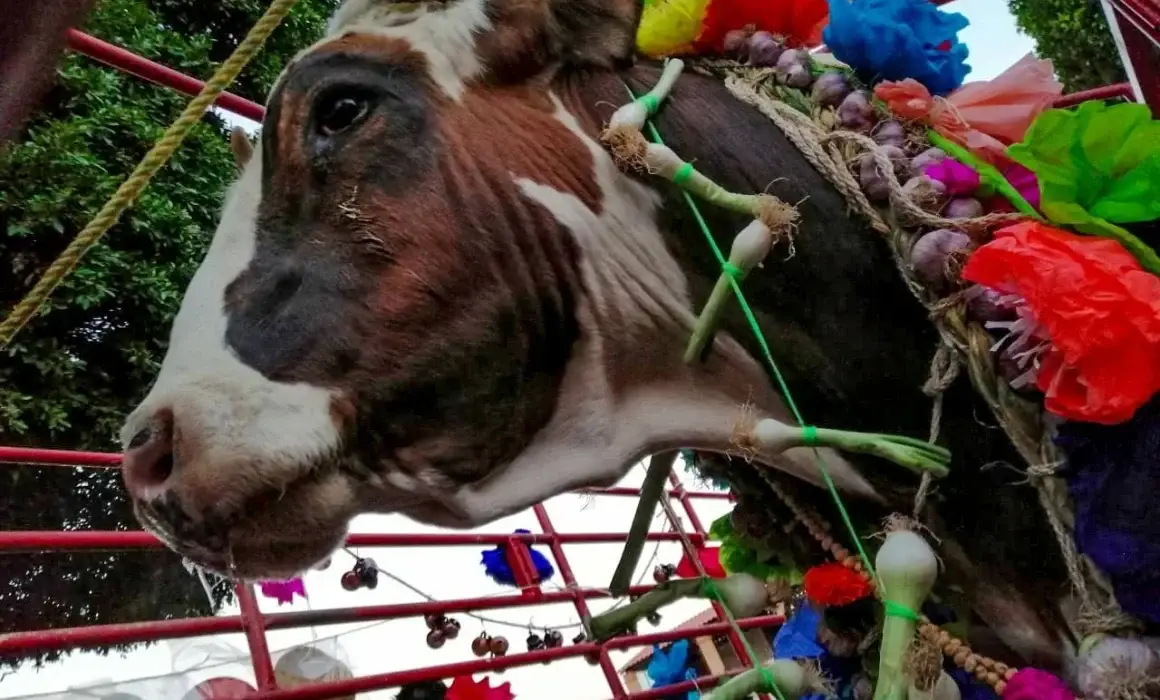 Lee más sobre el artículo Respalda Josué Guerrero tradicional Paseo del Buey