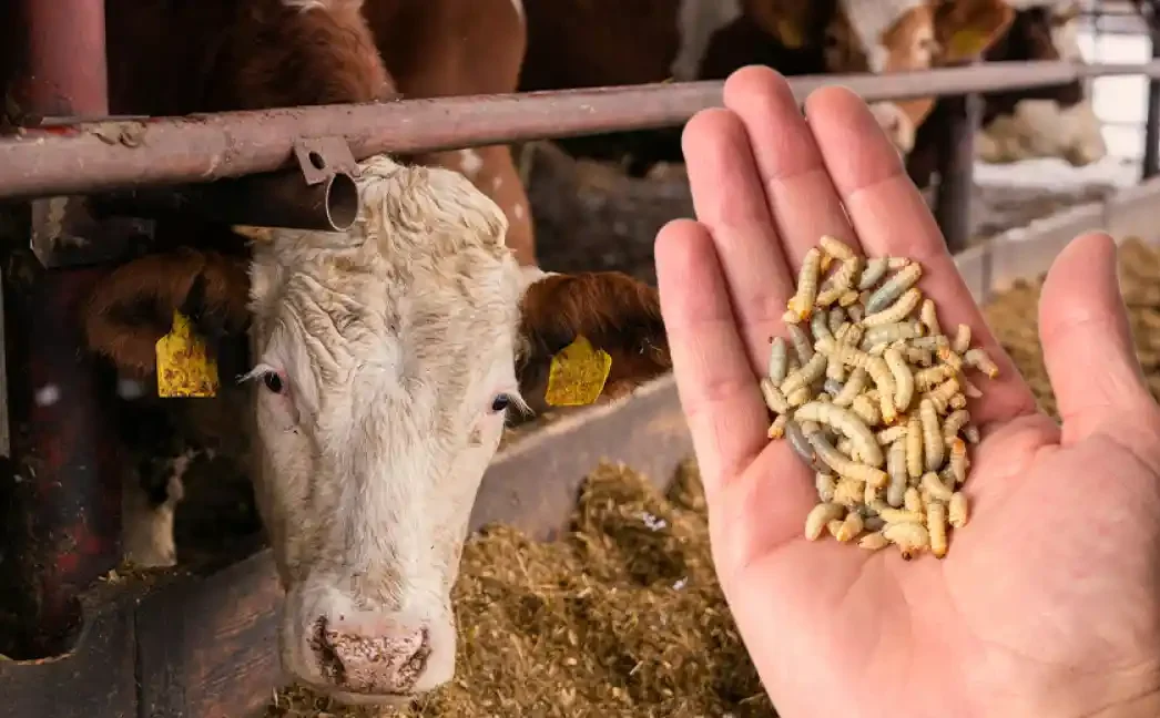 Lee más sobre el artículo Confirman primer caso de gusano barrenador en Sierra Gorda de Querétaro