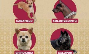 Lee más sobre el artículo El perro amarillo es reconocido como raza mexicana