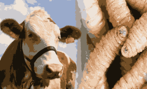 Lee más sobre el artículo Van 80 casos activos de gusano barrenador en Querétaro