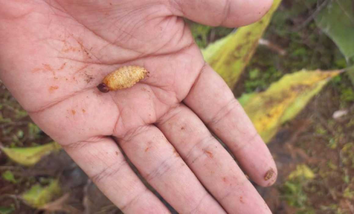 Lee más sobre el artículo Vigilan posible segundo caso de gusano barrenador en El Marqués
