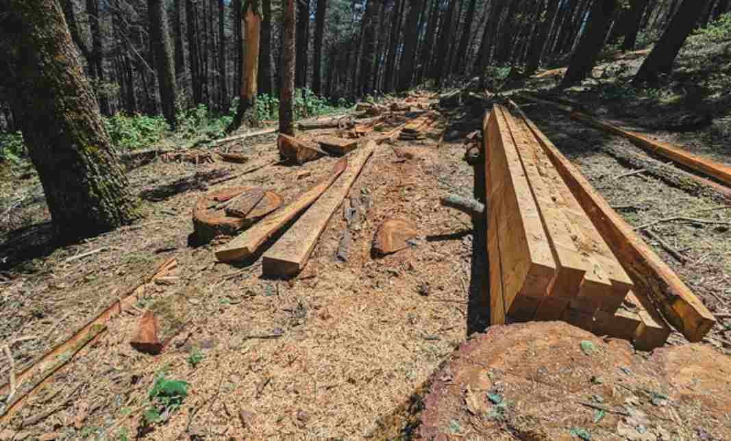 Lee más sobre el artículo Profepa asegura madera ilegal en el Cerro del Zamorano