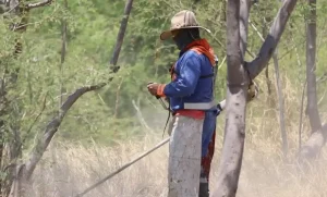Lee más sobre el artículo Mantendrán acciones de fumigación en las instalaciones del Parque Querétaro 2000