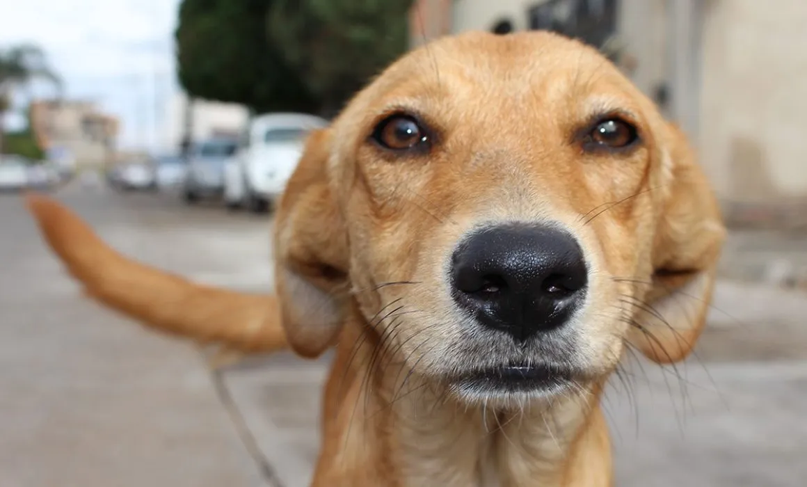 Lee más sobre el artículo Perros, segundo foco de gusano barrenador en Querétaro