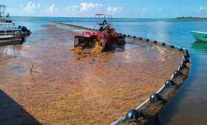 Lee más sobre el artículo Marina barre con 39 mil toneladas de sargazo en el Caribe